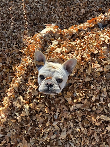 Entry image for Winston . Clicking this image will show a larger photo