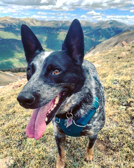 Entry image for Huck. Clicking this image will show a larger photo