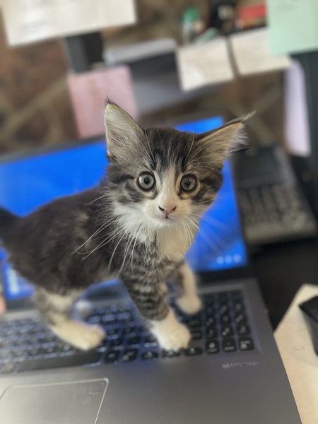 Entry image for Scout. Clicking this image will show a larger photo