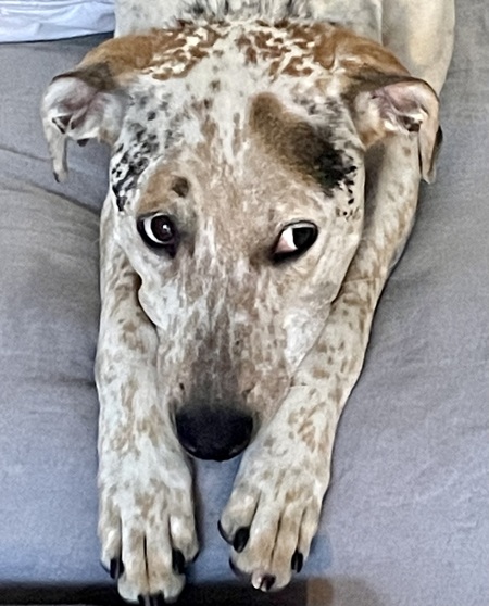 Entry image for Fiona. Clicking this image will show a larger photo