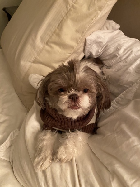 Entry image for Bella  Nostrand. Clicking this image will show a larger photo