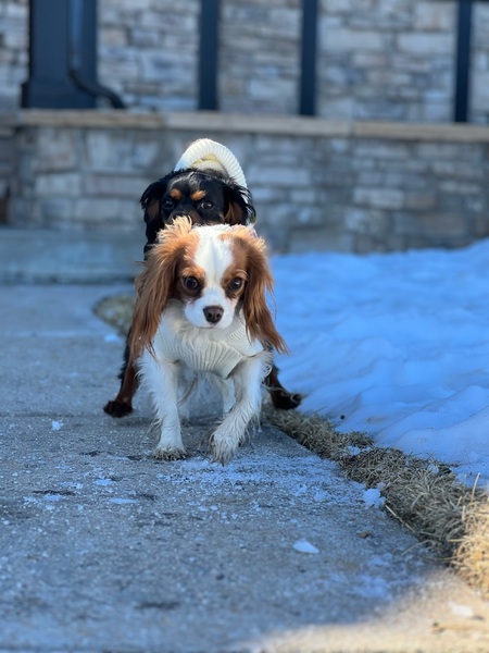 Entry image for Stewy and Luna . Clicking this image will show a larger photo