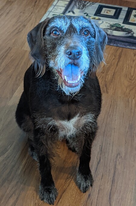 Entry image for Maple. Clicking this image will show a larger photo