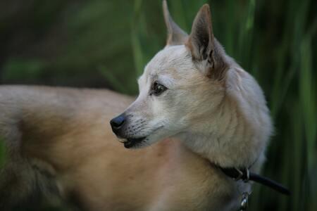 Entry image for Chuck. Clicking this image will show a larger photo