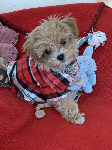 Entry image for Theadorable Roosevelt (Teddy). Clicking this image will show a larger photo