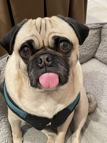 Entry image for Bean. Clicking this image will show a larger photo