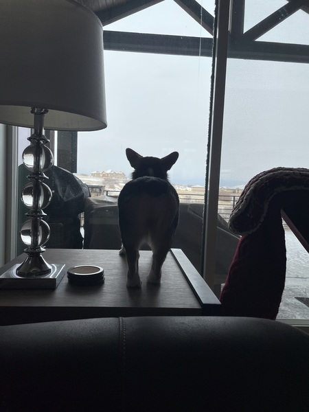 Entry image for Bella . Clicking this image will show a larger photo