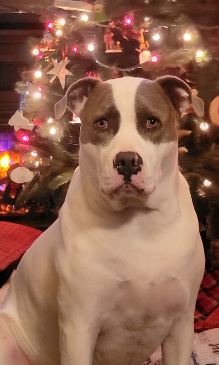 Entry image for Nyx. Clicking this image will show a larger photo