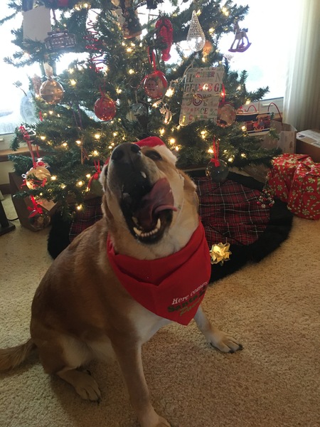 Entry image for Roxy. Clicking this image will show a larger photo