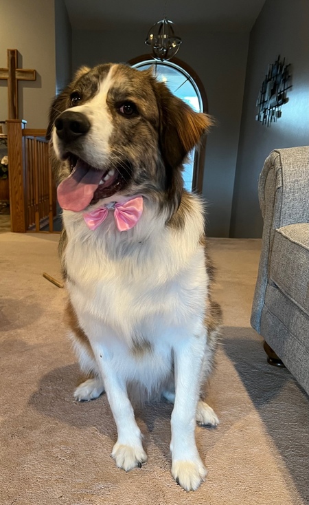 Entry image for Jax. Clicking this image will show a larger photo