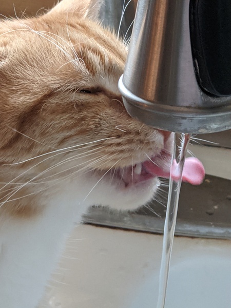 Entry image for Charlie. Clicking this image will show a larger photo