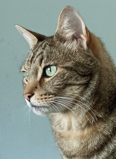 Entry image for Simba. Clicking this image will show a larger photo