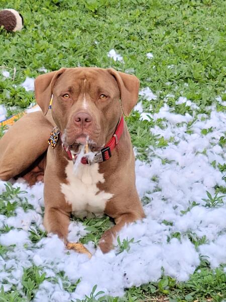 Entry image for Tater Tot. Clicking this image will show a larger photo