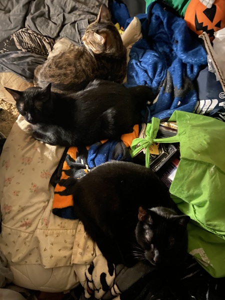 Entry image for Norton, Ramus and Midnight. Clicking this image will show a larger photo