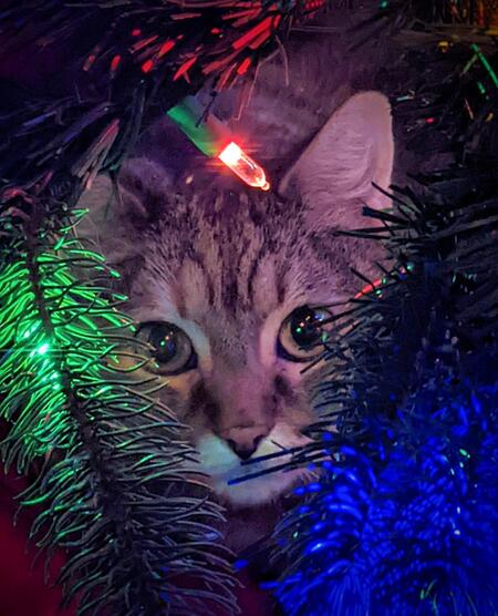 Entry image for Linus. Clicking this image will show a larger photo