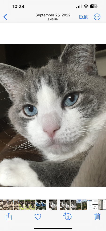 Entry image for Rudy. Clicking this image will show a larger photo