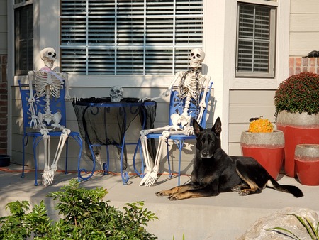 Entry image for Lobo. Clicking this image will show a larger photo