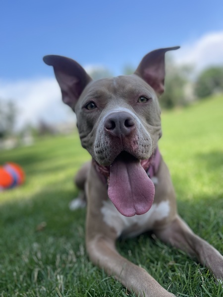 Entry image for Jojo. Clicking this image will show a larger photo