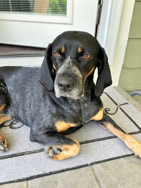 Entry image for Creole. Clicking this image will show a larger photo