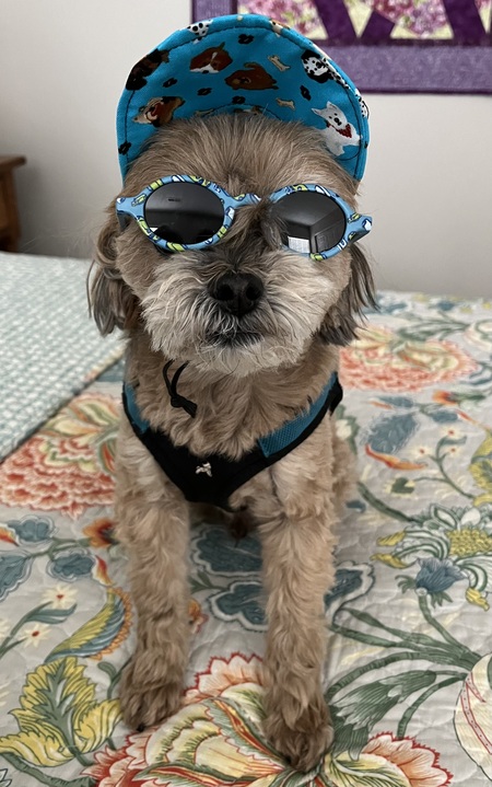 Entry image for Toby. Clicking this image will show a larger photo