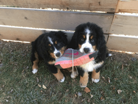 Entry image for Oona & Hugo (sister and brother). Clicking this image will show a larger photo