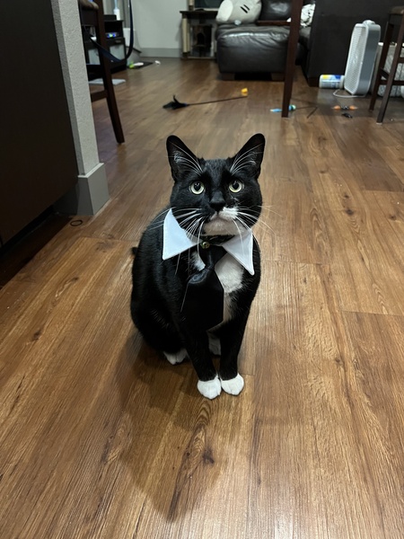 Entry image for Alfred. Clicking this image will show a larger photo