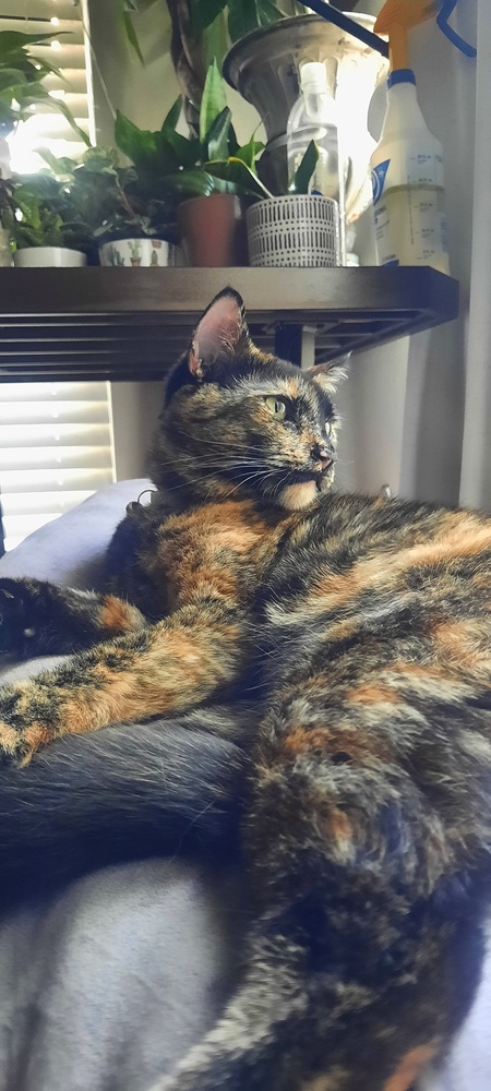 Entry image for Georgia . Clicking this image will show a larger photo