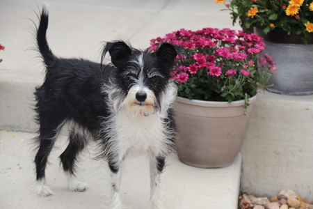 Entry image for Sassy. Clicking this image will show a larger photo