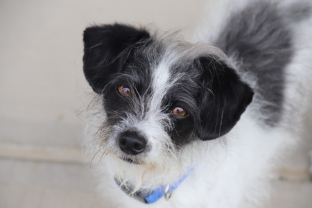 Entry image for Bronco. Clicking this image will show a larger photo