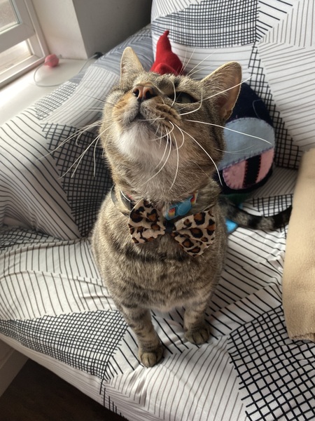 Entry image for Killian. Clicking this image will show a larger photo