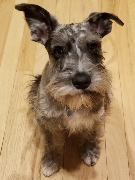 Entry image for Luca. Clicking this image will show a larger photo