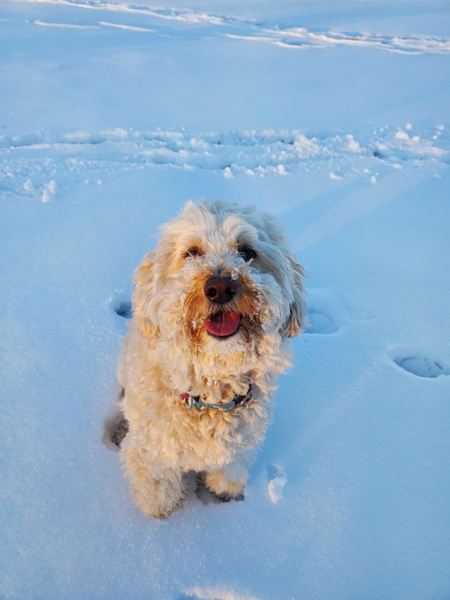 Entry image for Oatmeal. Clicking this image will show a larger photo