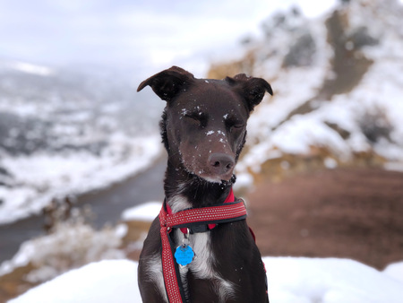 Entry image for Lucky. Clicking this image will show a larger photo