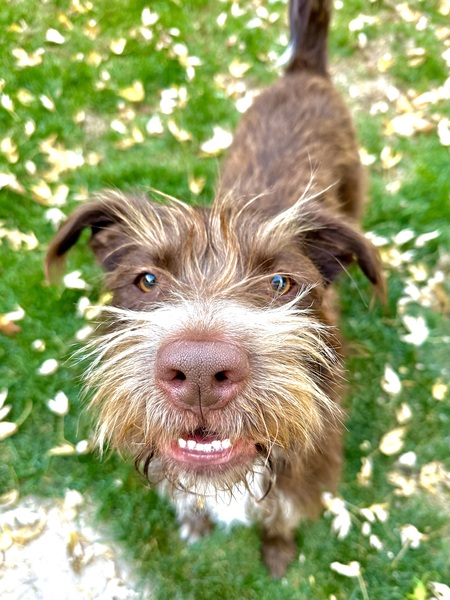 Entry image for Louie. Clicking this image will show a larger photo