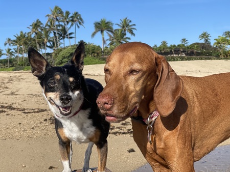 Entry image for Alyx and Kohaku . Clicking this image will show a larger photo