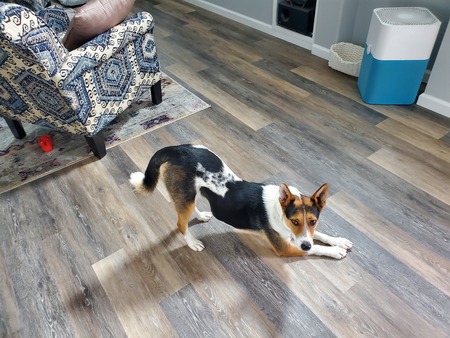 Entry image for Juno. Clicking this image will show a larger photo