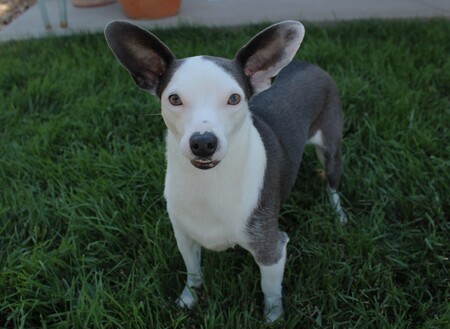 Entry image for Po. Clicking this image will show a larger photo