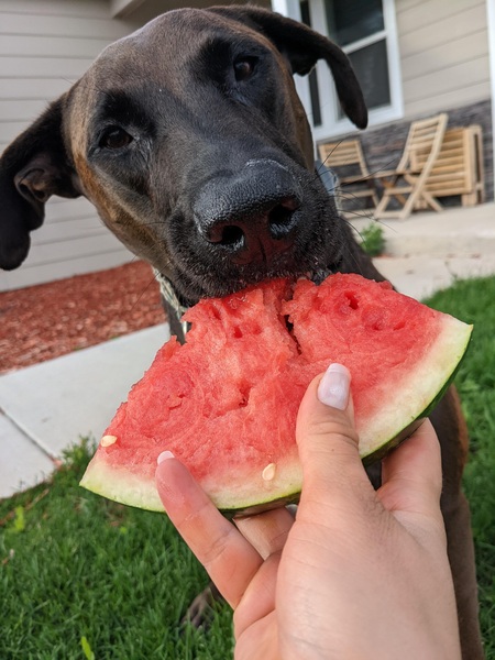 Entry image for Chester. Clicking this image will show a larger photo