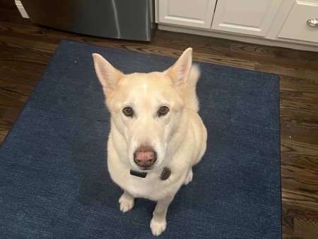 Entry image for Buddy. Clicking this image will show a larger photo