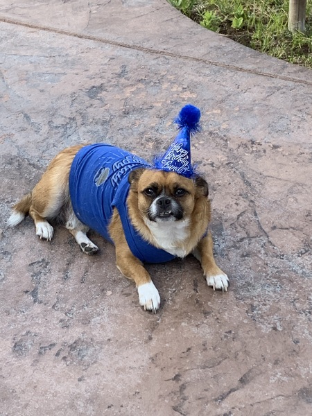 Entry image for Bandit. Clicking this image will show a larger photo