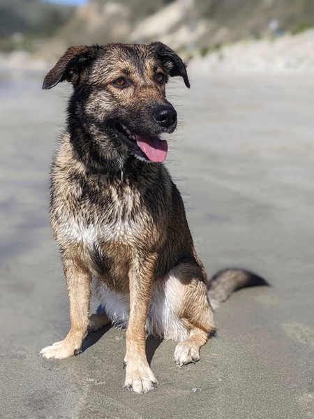 Entry image for Rutabaga . Clicking this image will show a larger photo