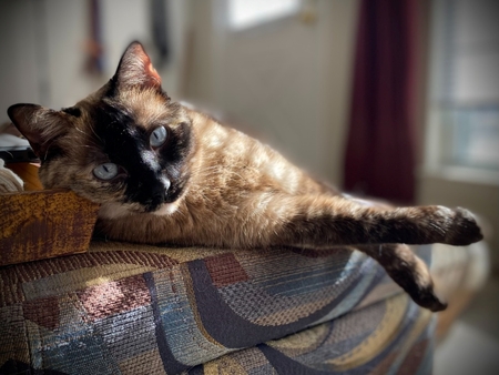 Entry image for A'Gra  (Aggie). Clicking this image will show a larger photo