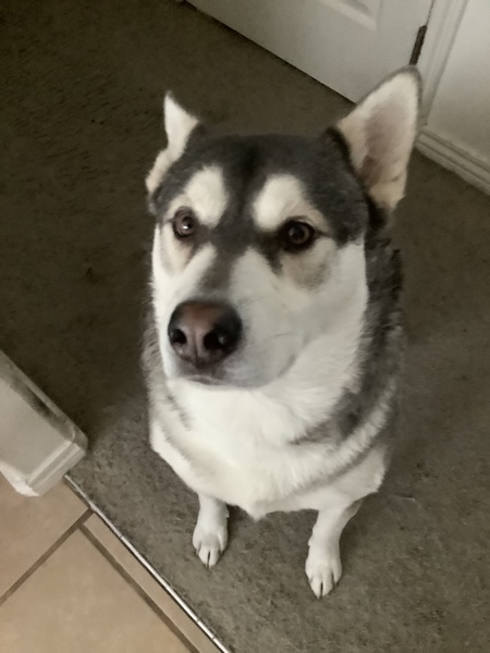 Entry image for Zeus. Clicking this image will show a larger photo