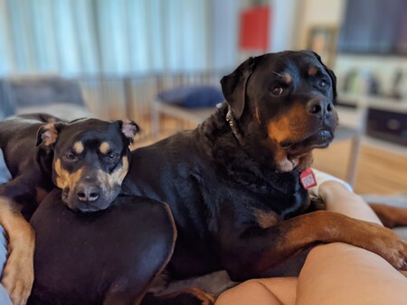 Entry image for Flynn and Odin. Clicking this image will show a larger photo