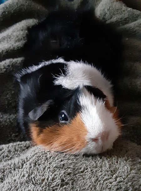 Entry image for Sammy. Clicking this image will show a larger photo