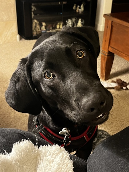 Entry image for Fergus. Clicking this image will show a larger photo