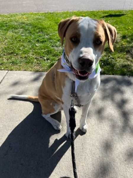 Entry image for Brody. Clicking this image will show a larger photo