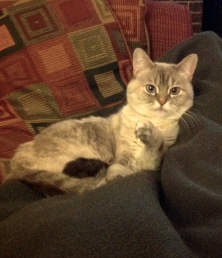 Entry image for Daisy. Clicking this image will show a larger photo