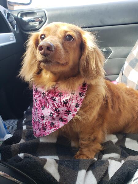 Entry image for Sunny. Clicking this image will show a larger photo