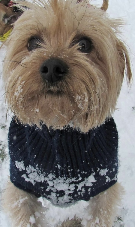 Entry image for Puff . Clicking this image will show a larger photo